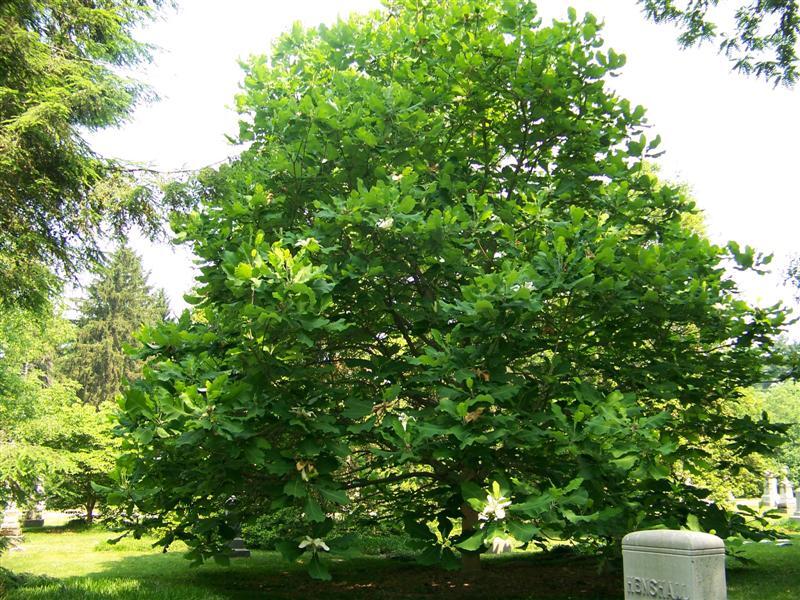 Bigleaf Magnolia tree